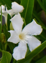 White Sands Dwarf Oleander , Nerium oleander 'White Sands'
